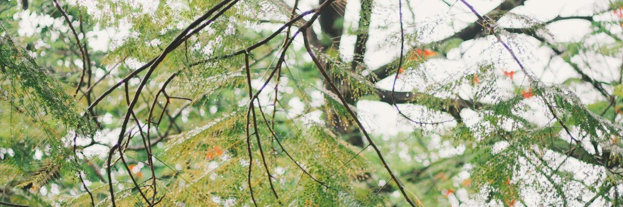 Heri 🇵🇸🔻 banner