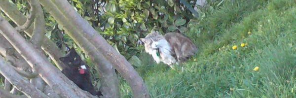 kittylt Profile Banner