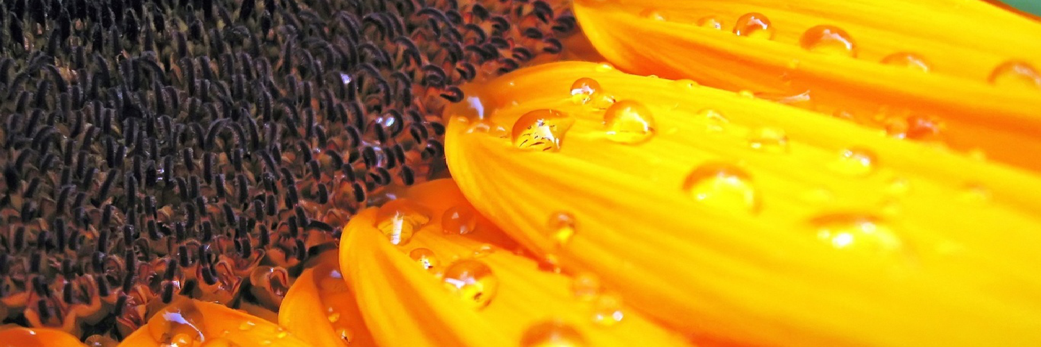 pontedispcar's profile banner image