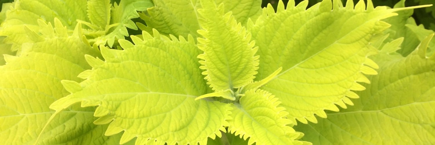 shirleykh's profile banner image