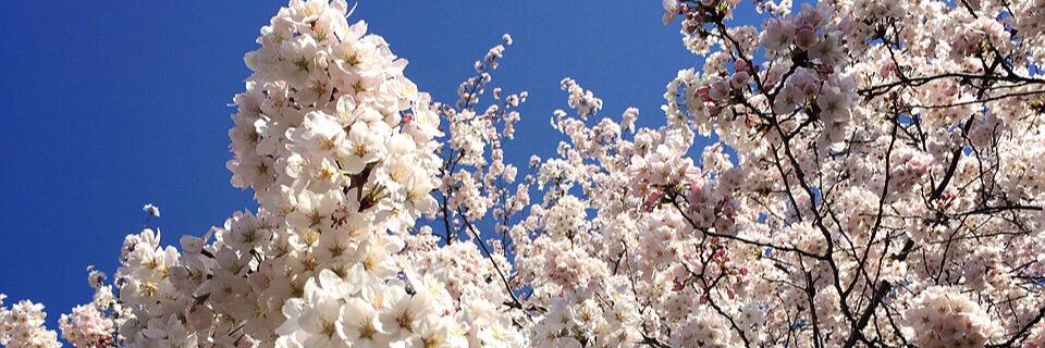 yoshimiTujimoto's profile banner image
