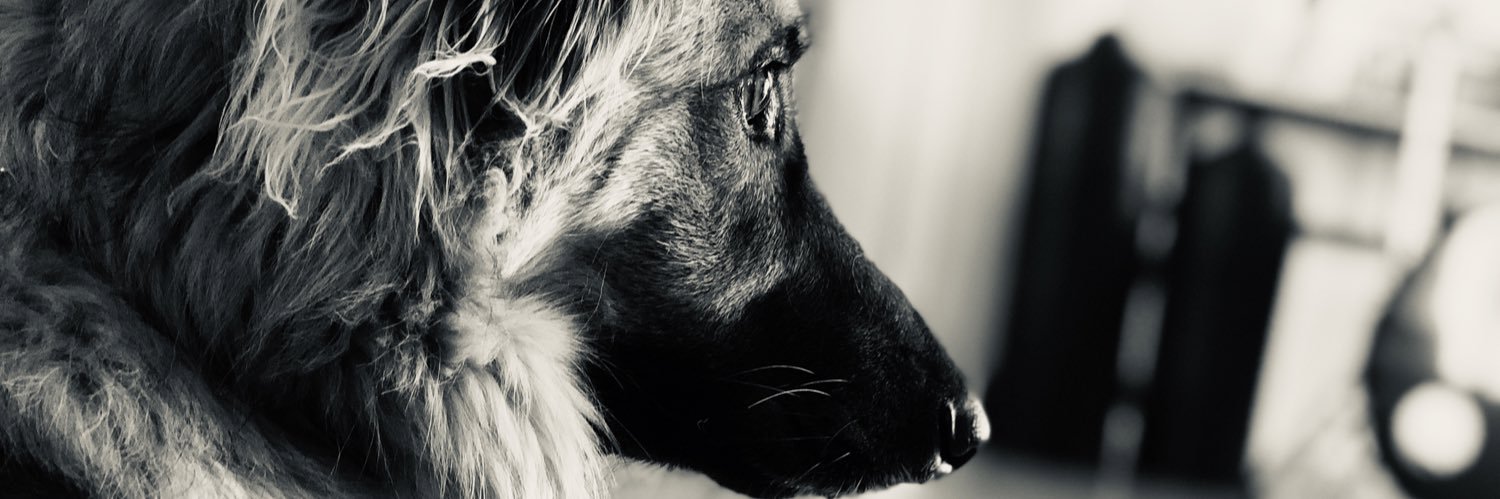 Nachopajor94's profile banner image