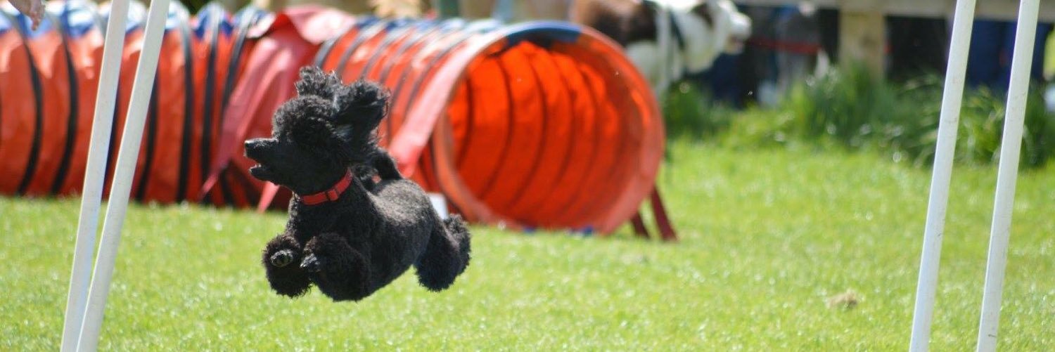 MoTownPoodle's profile banner image