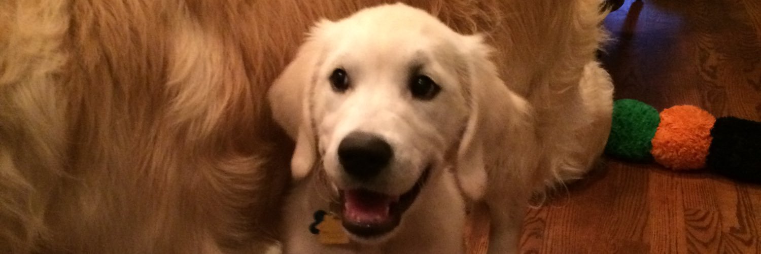 cheesebirker's profile banner image