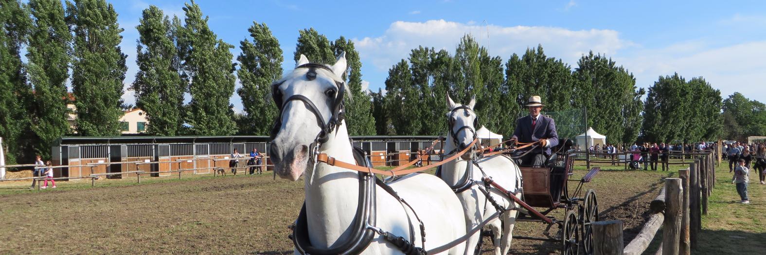Agrifiera's profile banner image