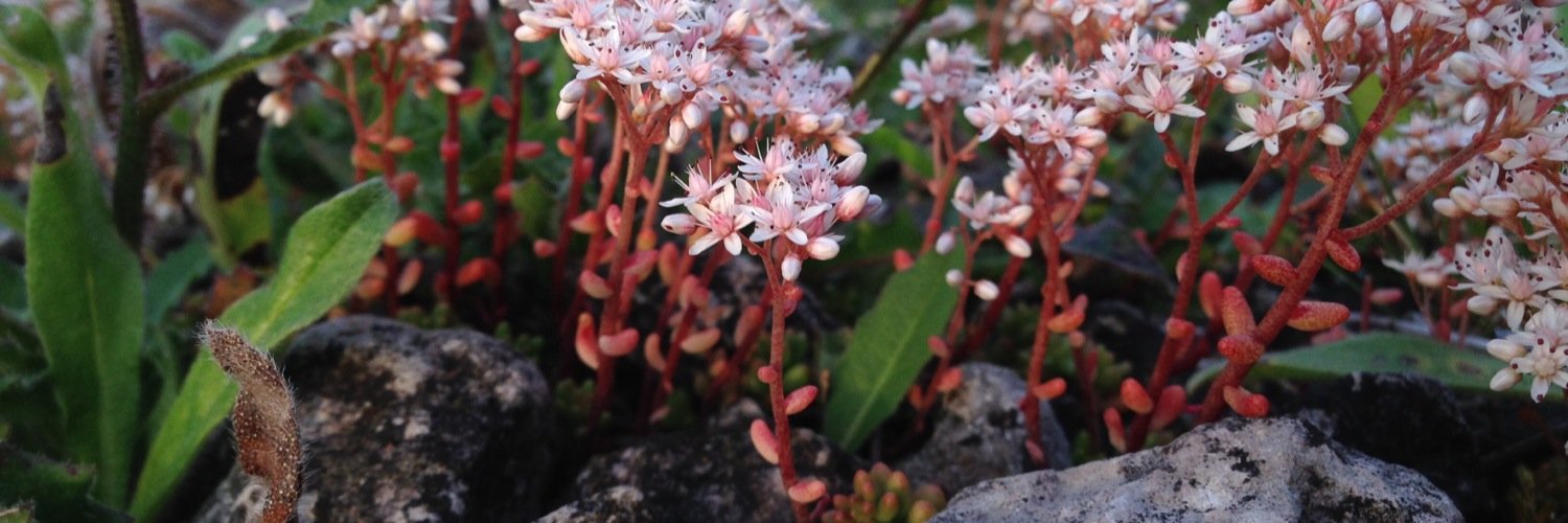 Kristina Persdotter banner