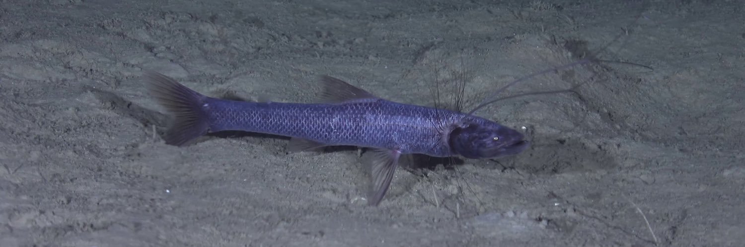 伊藤昌平|ナガヅエエソ banner