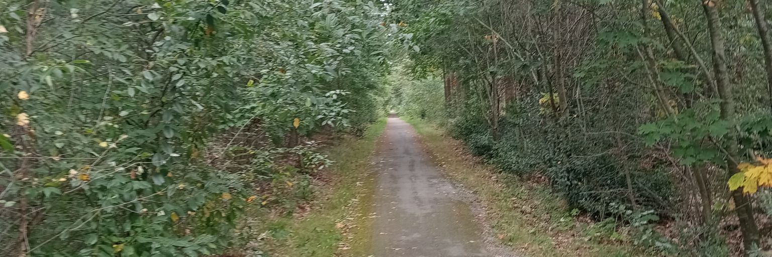 Anton van Steenis 🇮🇱 banner