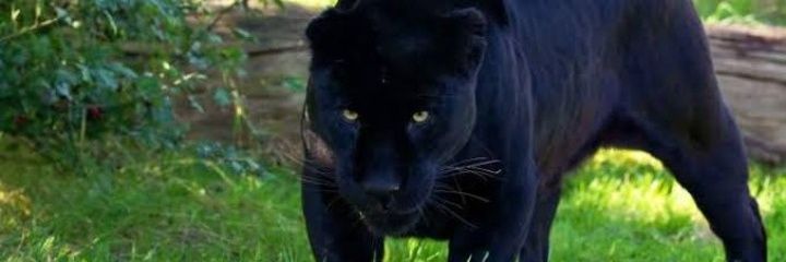 savashsy's profile banner image