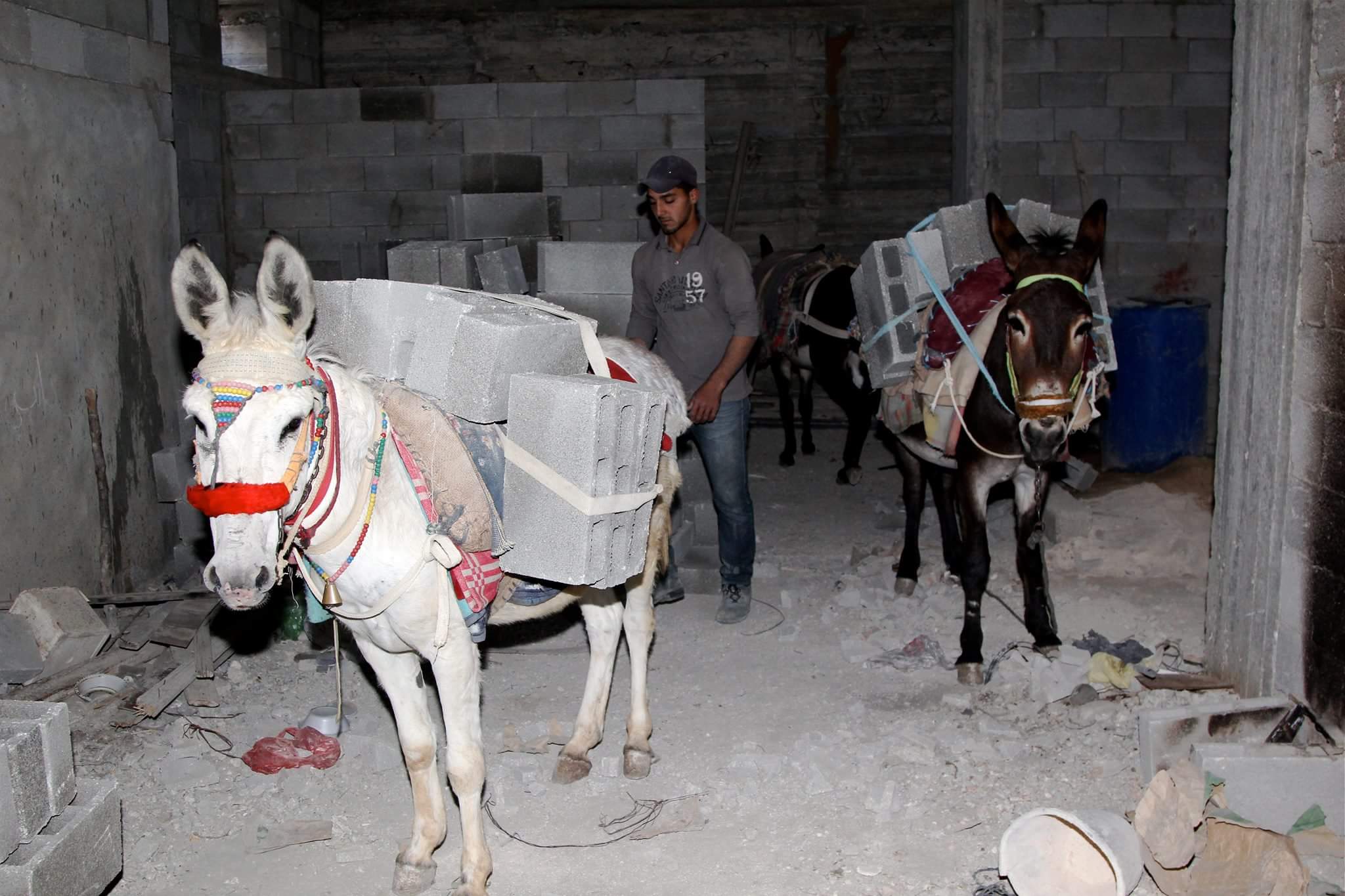 Safe Haven for Donkeys's banner