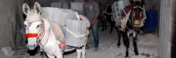 safehaven4donks Profile Banner
