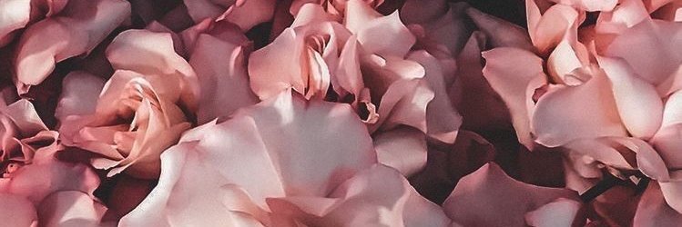Flor_Salomone's profile banner image