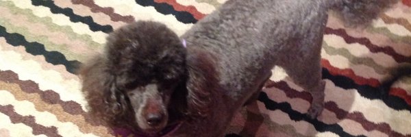 TulipPenney Profile Banner
