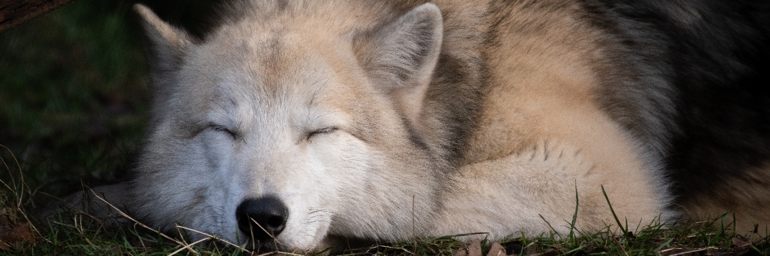 Wolf Haven International banner