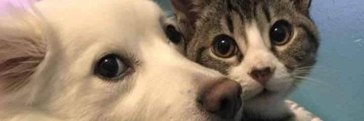 hypothalamo's profile banner image