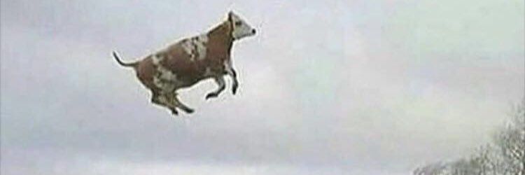 Diamouxx Paladin Écureuil banner