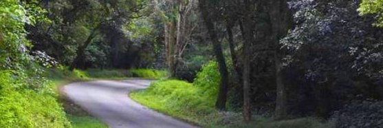 Pasie Nyirenda banner