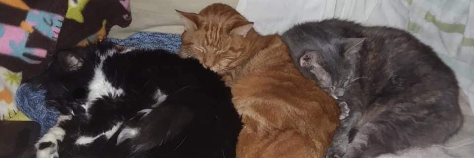 Flower 🌼 and 💜 Family 🐈 banner