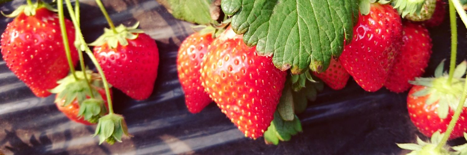 uui_cherry's profile banner image