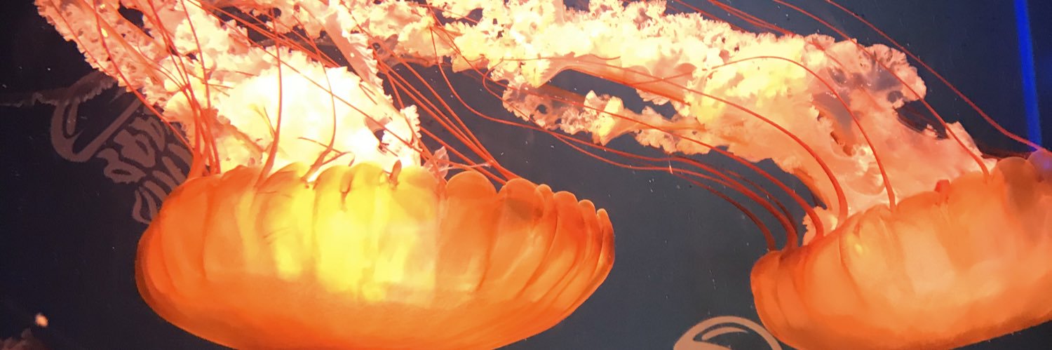 jenproctor's profile banner image