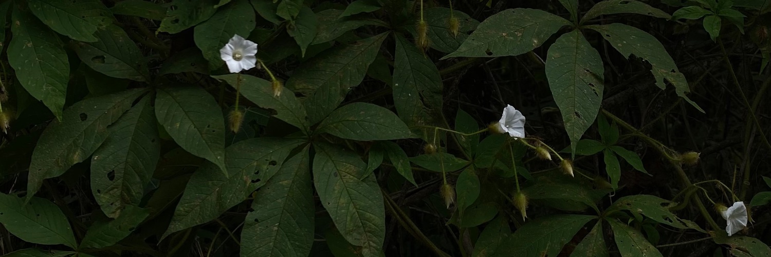 saastun's profile banner image