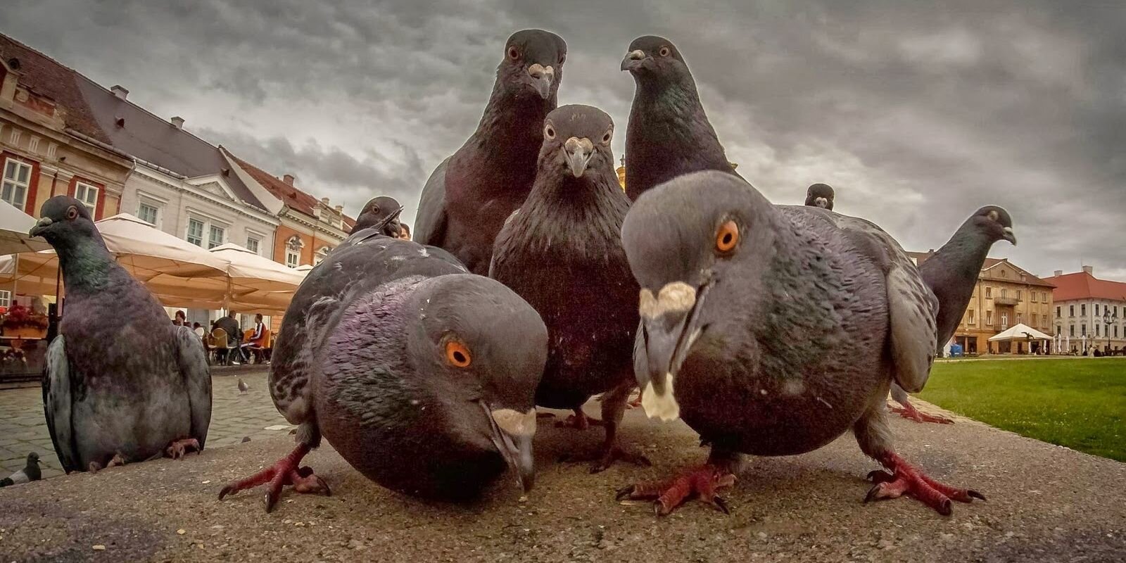 keith_pidgeon's profile banner image