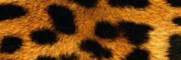 cristinaldea Profile Banner