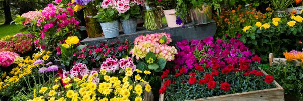 BordBiaBloom Profile Banner
