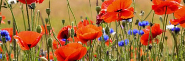 Marieke Falkmann banner