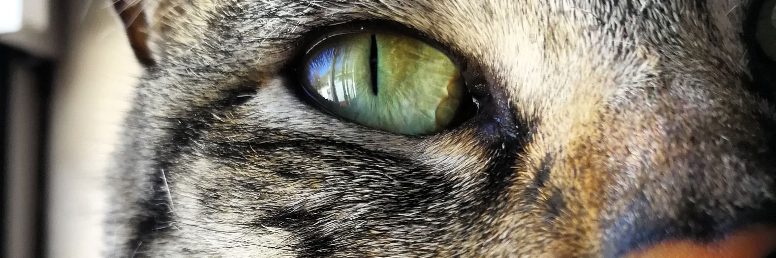 Mécorp 🇮🇨 banner