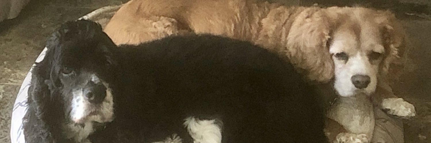 EJ🐾💖🥂🐾 banner