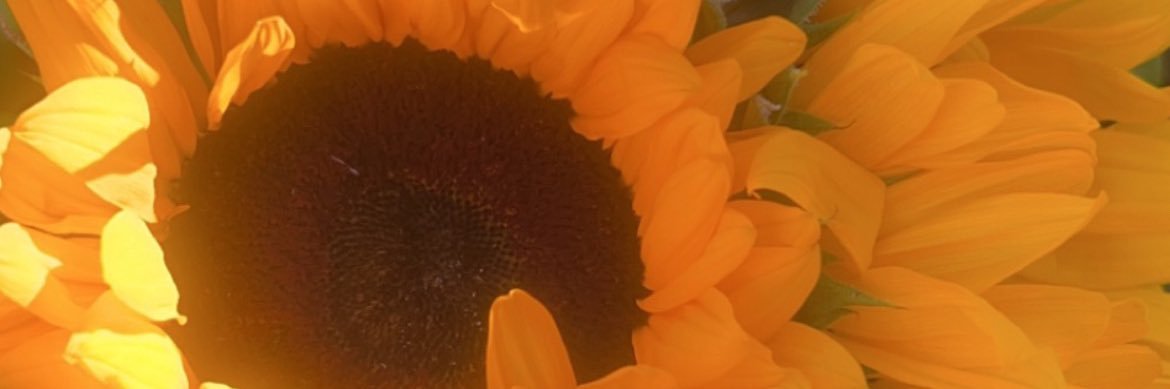 Jo  banner