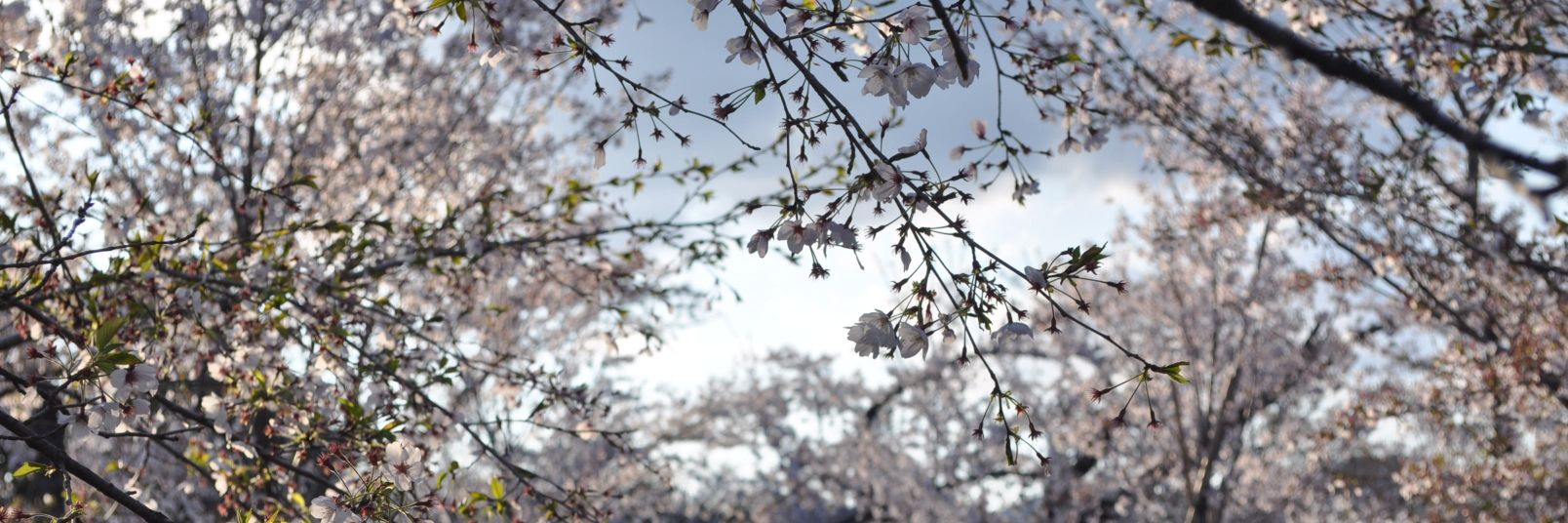 Khaled AL-Hendi(خالد علي الهندي) banner