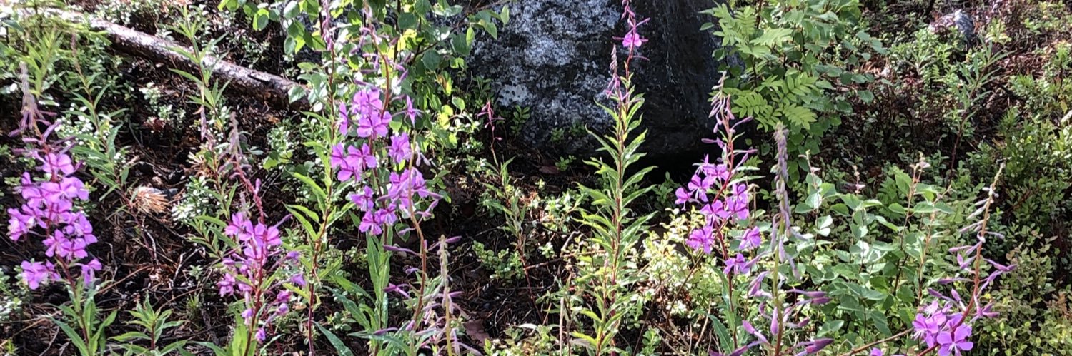 Carina Wikman banner