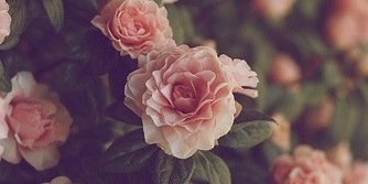fleurpeijl's profile banner image