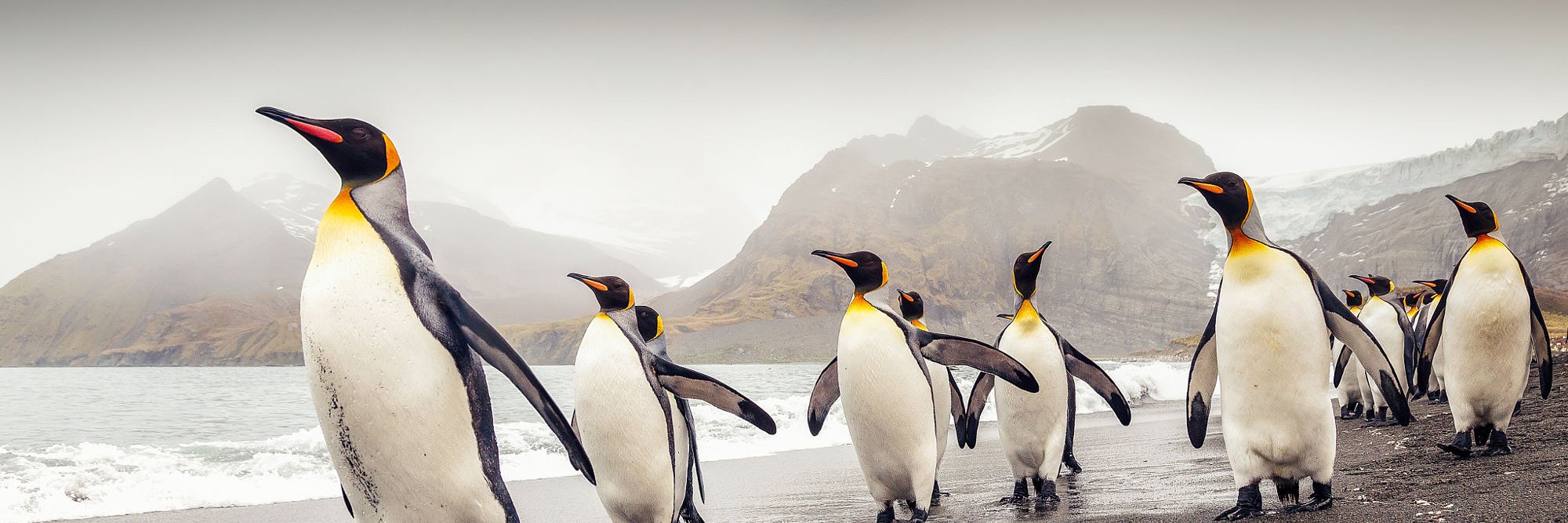 Penguinerish's profile banner image