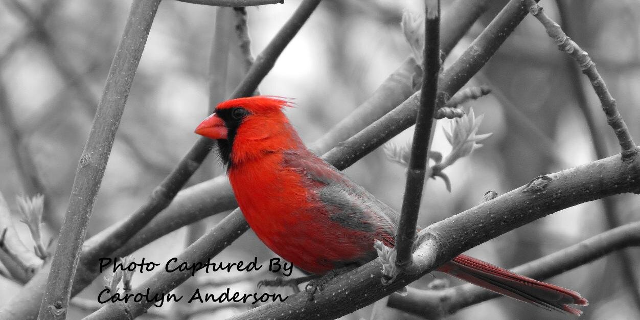 C_NaturePhotos's profile banner image