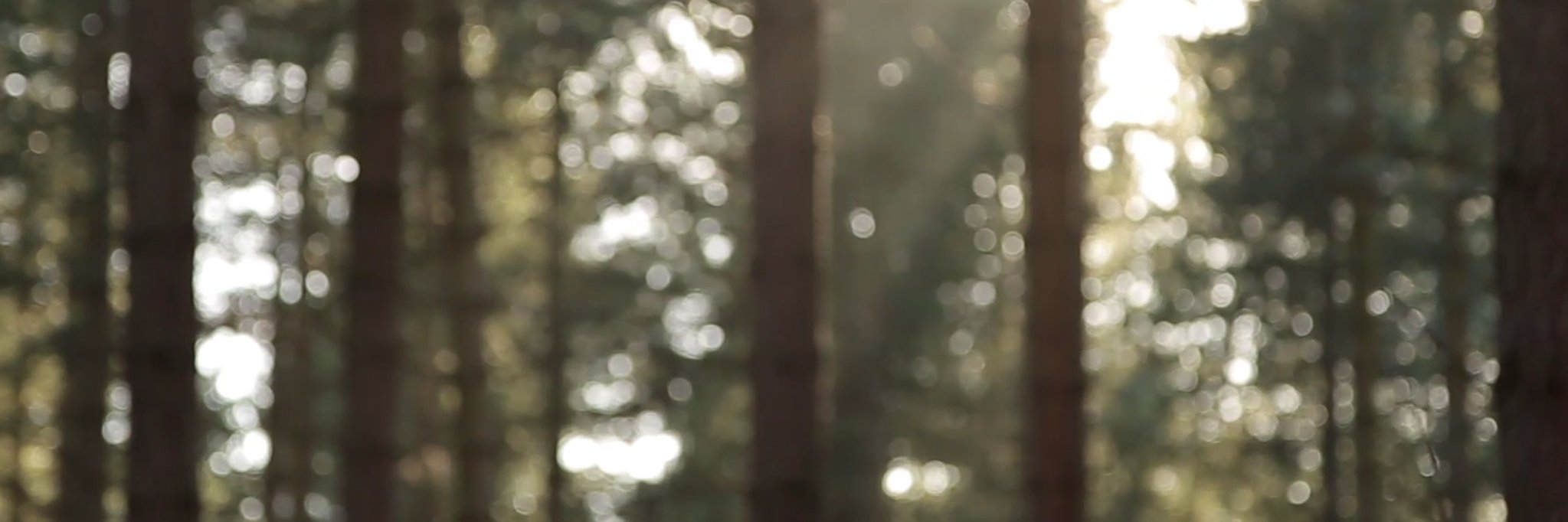 TwistedOakGames's profile banner image
