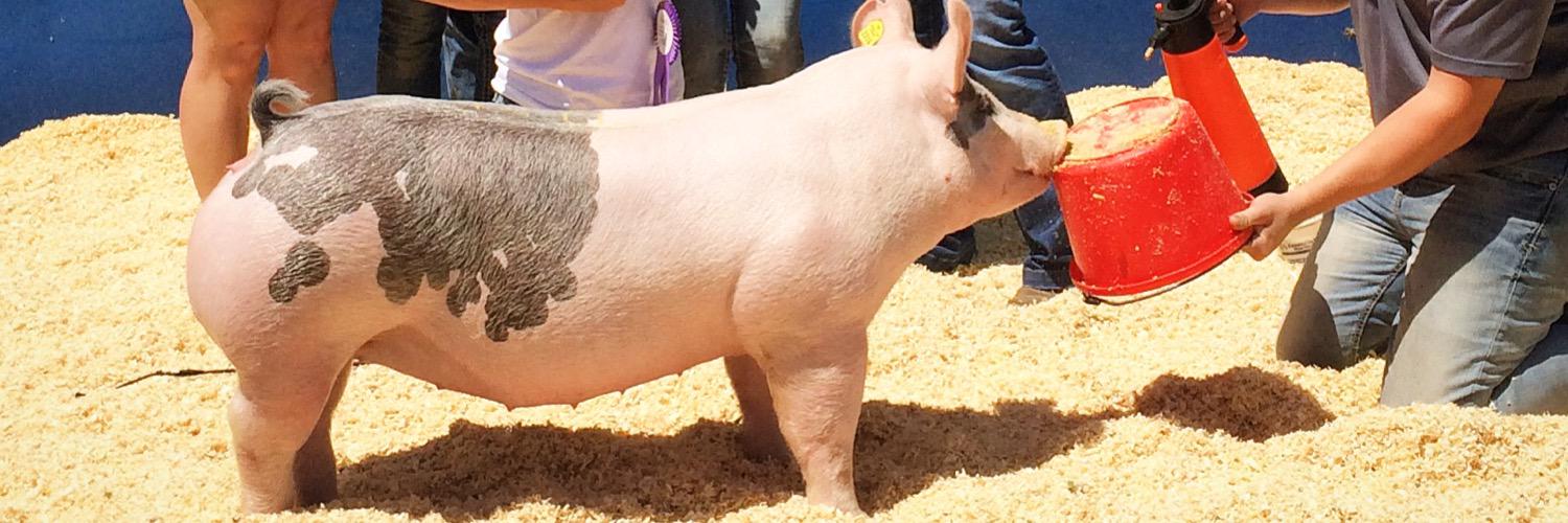 Diamondbshowpig's profile banner image