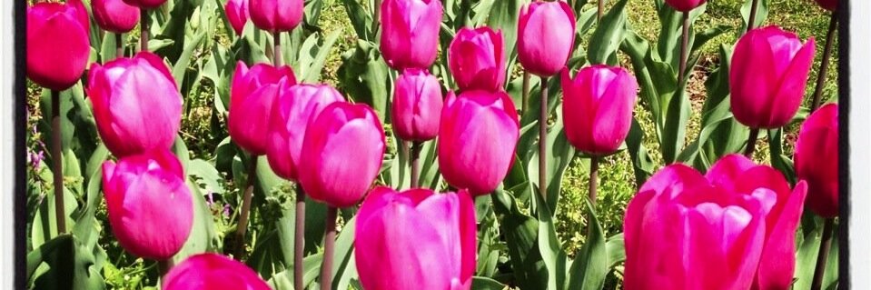 Ashlene Larson banner