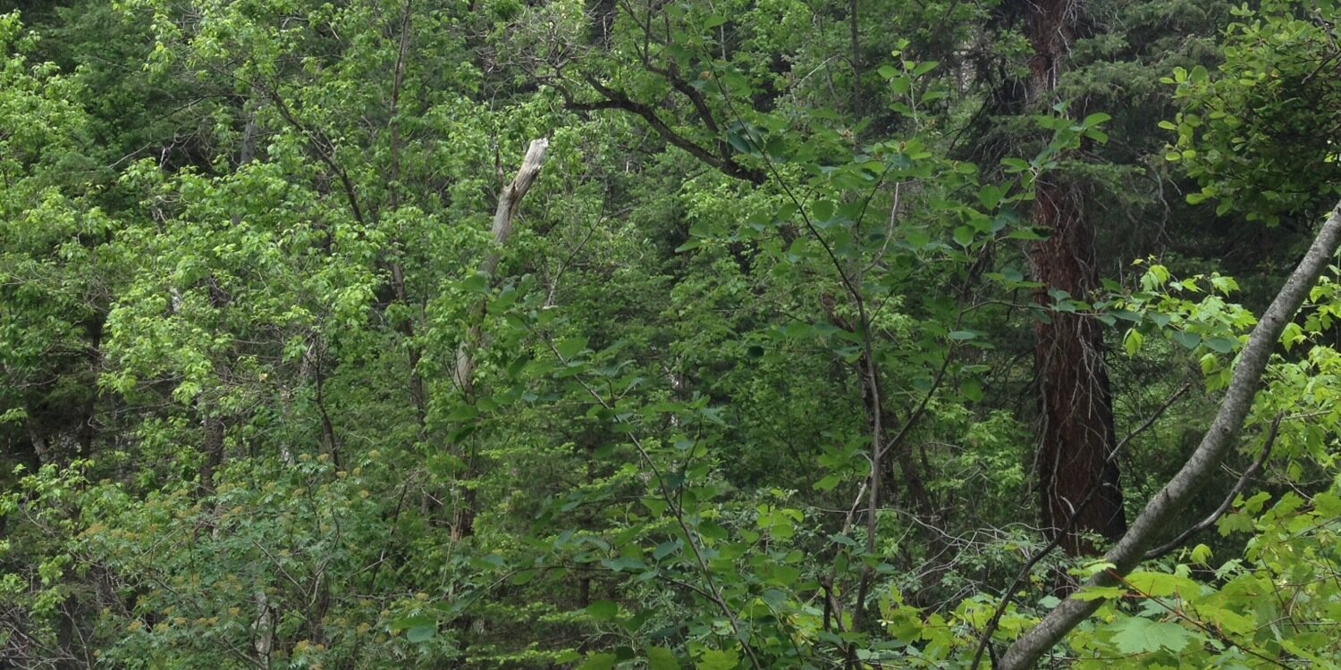 Hillsmanuno's profile banner image