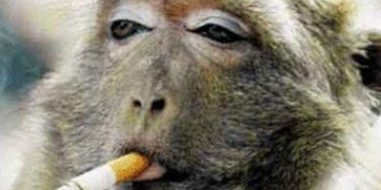 BabuinoCom's profile banner image