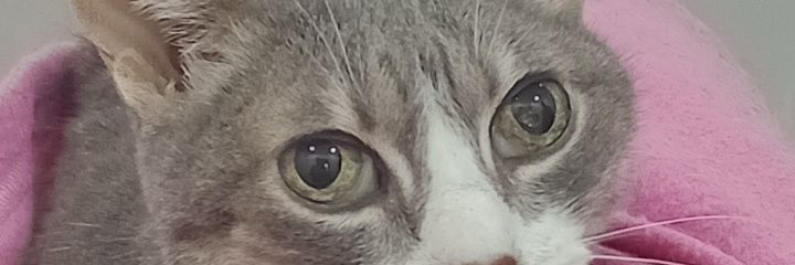 UnGatoHonesto banner