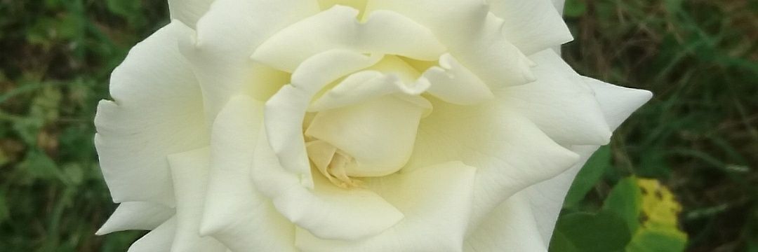 Lainie0129's profile banner image