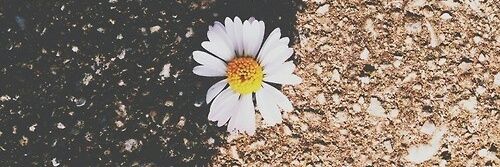 Amandaagene's profile banner image