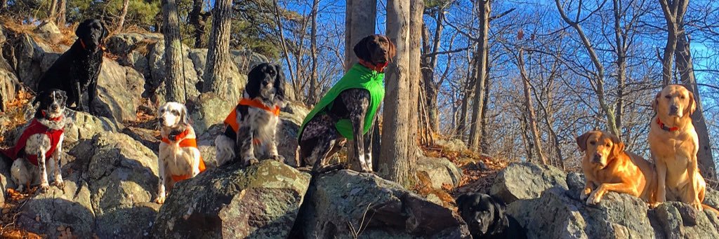 mmspets's profile banner image