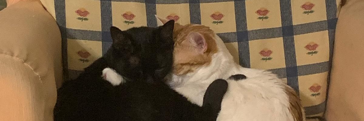 gatitosfumar's profile banner image