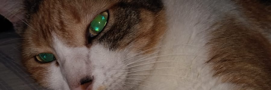 victoryallves's profile banner image