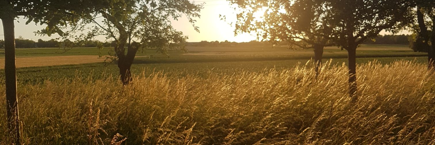 Lorena Campos banner