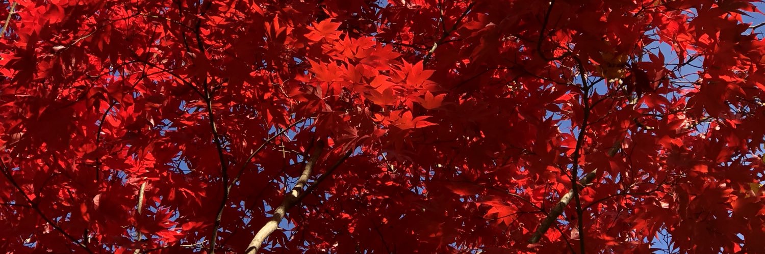 LessleeS14's profile banner image